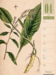 Bild von Culinarium - Küche, Kräuter, Kurioses - Vintage Wochenplaner Kalender 2026