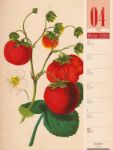Bild von Culinarium - Küche, Kräuter, Kurioses - Vintage Wochenplaner Kalender 2026