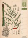 Bild von Culinarium - Küche, Kräuter, Kurioses - Vintage Wochenplaner Kalender 2026
