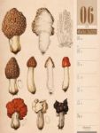 Bild von Culinarium - Küche, Kräuter, Kurioses - Vintage Wochenplaner Kalender 2026
