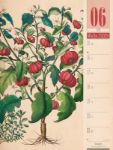 Bild von Culinarium - Küche, Kräuter, Kurioses - Vintage Wochenplaner Kalender 2026