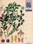 Bild von Culinarium - Küche, Kräuter, Kurioses - Vintage Wochenplaner Kalender 2026
