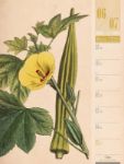 Bild von Culinarium - Küche, Kräuter, Kurioses - Vintage Wochenplaner Kalender 2026