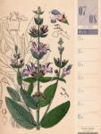 Bild von Culinarium - Küche, Kräuter, Kurioses - Vintage Wochenplaner Kalender 2026