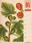Bild von Culinarium - Küche, Kräuter, Kurioses - Vintage Wochenplaner Kalender 2026