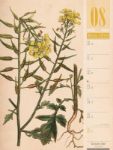 Bild von Culinarium - Küche, Kräuter, Kurioses - Vintage Wochenplaner Kalender 2026