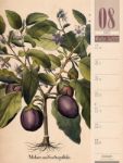Bild von Culinarium - Küche, Kräuter, Kurioses - Vintage Wochenplaner Kalender 2026
