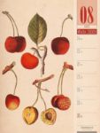 Bild von Culinarium - Küche, Kräuter, Kurioses - Vintage Wochenplaner Kalender 2026