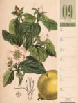Bild von Culinarium - Küche, Kräuter, Kurioses - Vintage Wochenplaner Kalender 2026