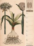 Bild von Culinarium - Küche, Kräuter, Kurioses - Vintage Wochenplaner Kalender 2026