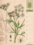 Bild von Culinarium - Küche, Kräuter, Kurioses - Vintage Wochenplaner Kalender 2026