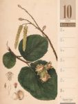 Bild von Culinarium - Küche, Kräuter, Kurioses - Vintage Wochenplaner Kalender 2026