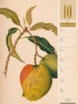 Bild von Culinarium - Küche, Kräuter, Kurioses - Vintage Wochenplaner Kalender 2026