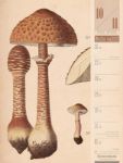 Bild von Culinarium - Küche, Kräuter, Kurioses - Vintage Wochenplaner Kalender 2026