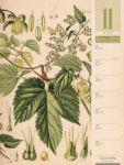 Bild von Culinarium - Küche, Kräuter, Kurioses - Vintage Wochenplaner Kalender 2026