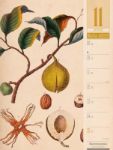 Bild von Culinarium - Küche, Kräuter, Kurioses - Vintage Wochenplaner Kalender 2026