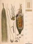 Bild von Culinarium - Küche, Kräuter, Kurioses - Vintage Wochenplaner Kalender 2026