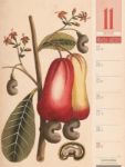 Bild von Culinarium - Küche, Kräuter, Kurioses - Vintage Wochenplaner Kalender 2026