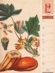 Bild von Culinarium - Küche, Kräuter, Kurioses - Vintage Wochenplaner Kalender 2026