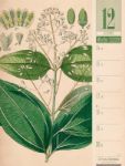 Bild von Culinarium - Küche, Kräuter, Kurioses - Vintage Wochenplaner Kalender 2026