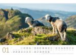 Bild von Schafe Kalender 2026