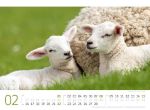 Bild von Schafe Kalender 2026