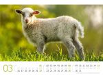 Bild von Schafe Kalender 2026