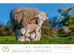 Bild von Schafe Kalender 2026