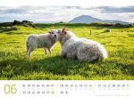 Bild von Schafe Kalender 2026