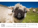 Bild von Schafe Kalender 2026