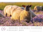 Bild von Schafe Kalender 2026