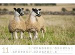 Bild von Schafe Kalender 2026