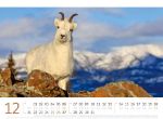 Bild von Schafe Kalender 2026