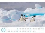 Bild von Pinguine Kalender 2026