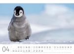 Bild von Pinguine Kalender 2026