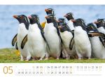 Bild von Pinguine Kalender 2026