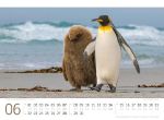 Bild von Pinguine Kalender 2026