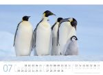 Bild von Pinguine Kalender 2026