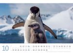 Bild von Pinguine Kalender 2026