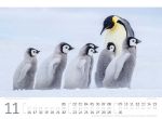Bild von Pinguine Kalender 2026