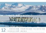 Bild von Pinguine Kalender 2026