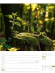 Bild von Unser Wald - Wochenplaner Kalender 2026