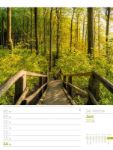 Bild von Unser Wald - Wochenplaner Kalender 2026