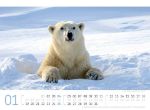Bild von Eisbären Kalender 2026