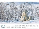 Bild von Eisbären Kalender 2026