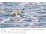 Bild von Eisbären Kalender 2026