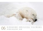 Bild von Eisbären Kalender 2026