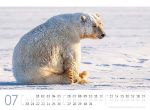 Bild von Eisbären Kalender 2026