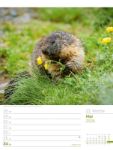 Bild von Faszination Alpenwelt - Wochenplaner Kalender 2026