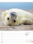 Bild von Am Meer - Wochenplaner Kalender 2026